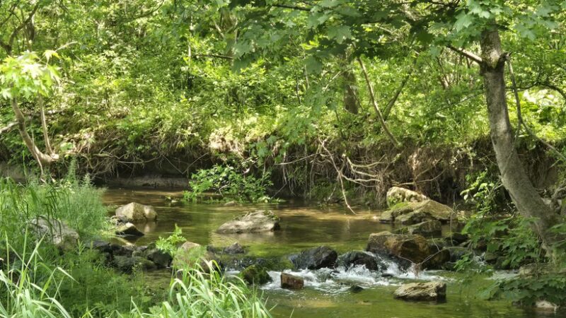 Jim Landis Woodland Preserve - Atglen, PA