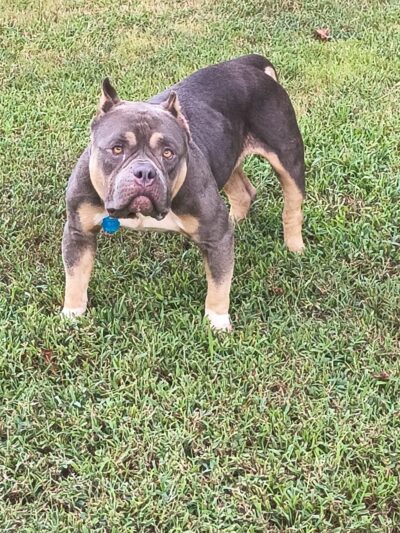 Limestone County Animal Care & Control - Athens, AL