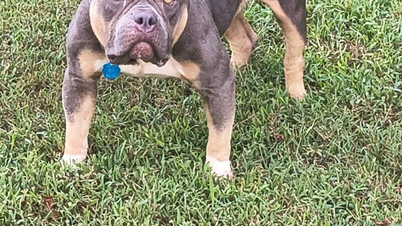 Limestone County Animal Care & Control - Athens, AL