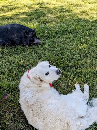 Sweet Feet Farm - Athens, AL