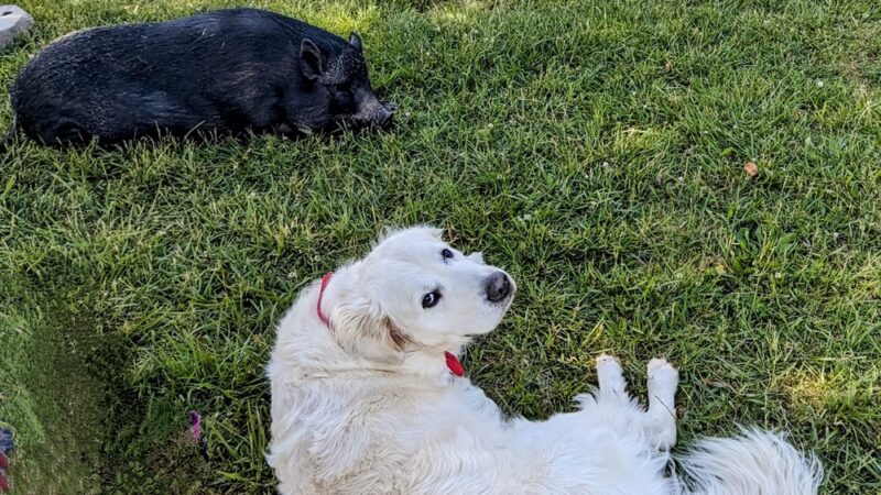Sweet Feet Farm - Athens, AL