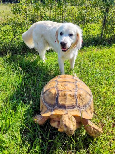 Sweet Feet Farm - Athens, AL