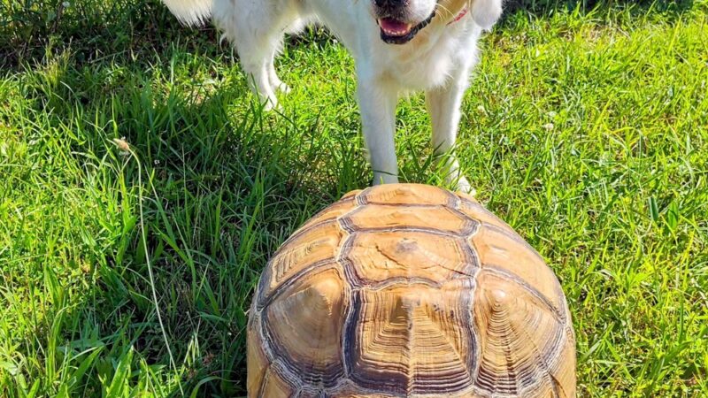Sweet Feet Farm - Athens, AL