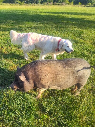 Sweet Feet Farm - Athens, AL