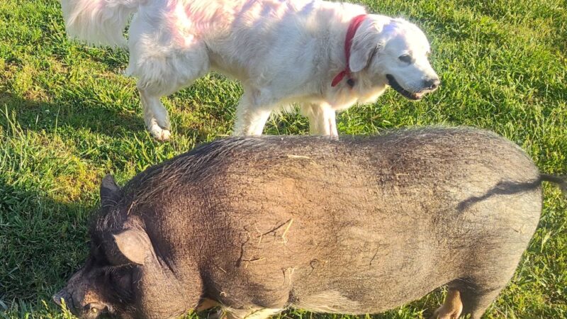 Sweet Feet Farm - Athens, AL