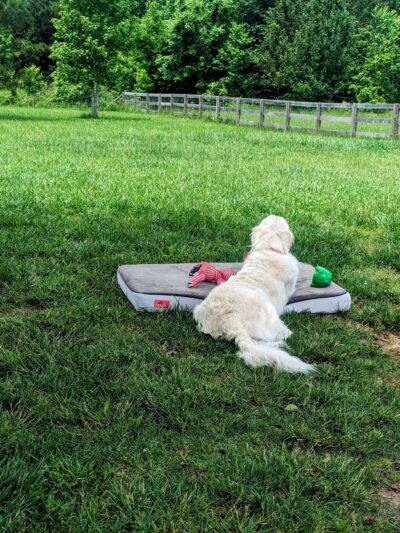 Sweet Feet Farm - Athens, AL