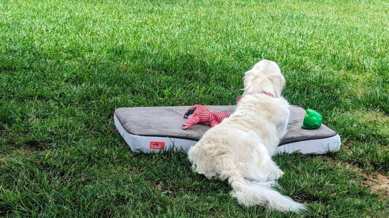 Sweet Feet Farm - Athens, AL