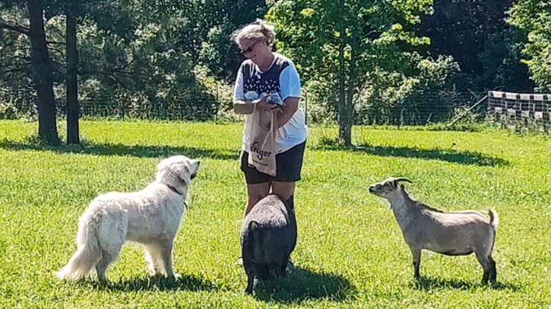 Sweet Feet Farm - Athens, AL