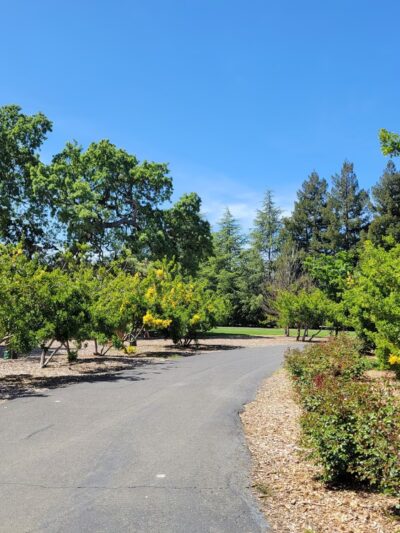Holbrook Palmer Park - Atherton, CA