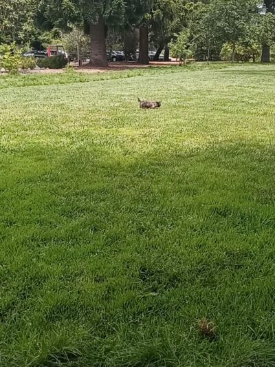 Holbrook Palmer Park - Atherton, CA