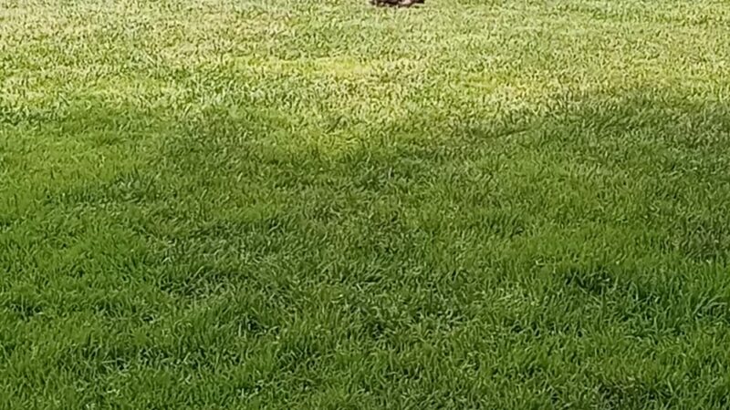 Holbrook Palmer Park - Atherton, CA