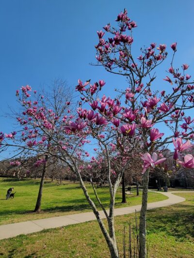 Blackburn II Park - Atlanta, GA