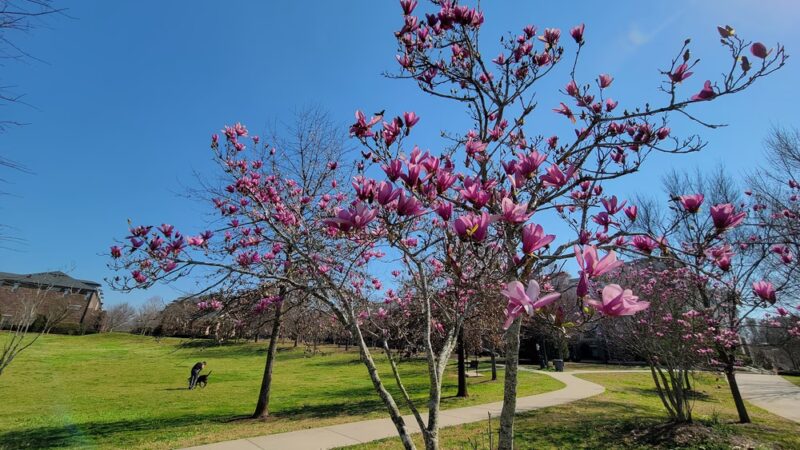 Blackburn II Park - Atlanta, GA