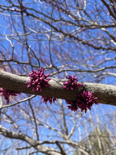 Blackburn II Park - Atlanta, GA