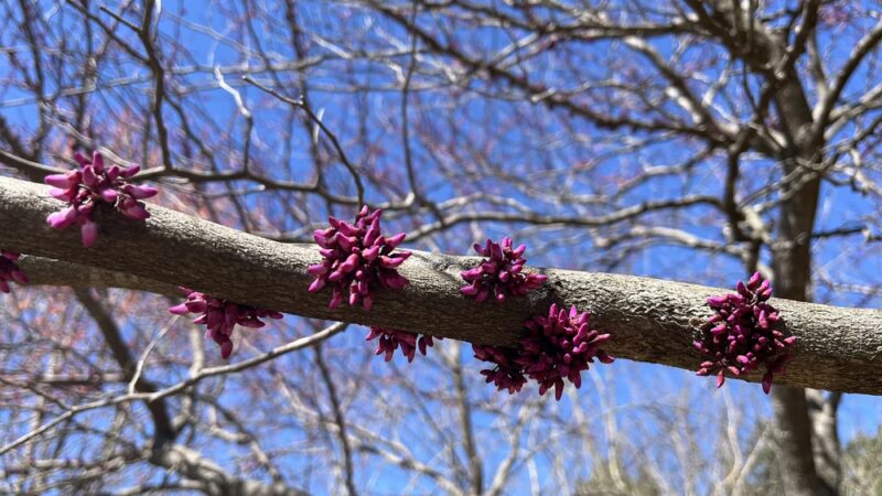 Blackburn II Park - Atlanta, GA