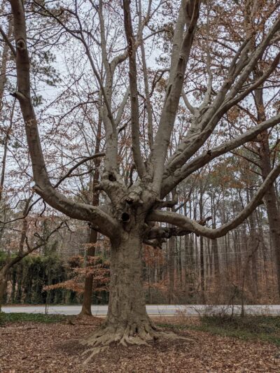 Briarlake Forest Park - Atlanta, GA