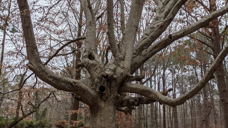 Briarlake Forest Park - Atlanta, GA