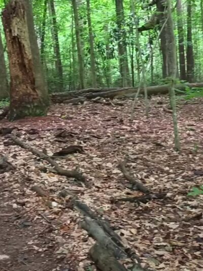 Briarlake Forest Park - Atlanta, GA