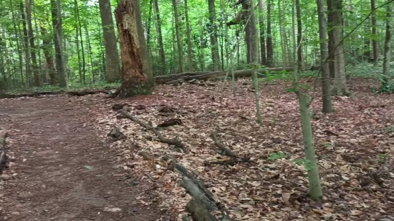 Briarlake Forest Park - Atlanta, GA