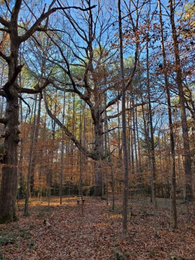 Briarlake Forest Park - Atlanta, GA