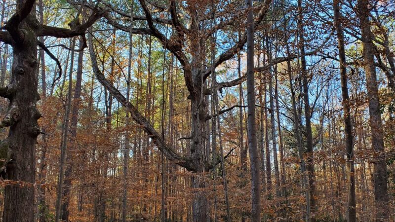 Briarlake Forest Park - Atlanta, GA