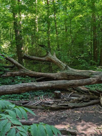 Briarlake Forest Park - Atlanta, GA