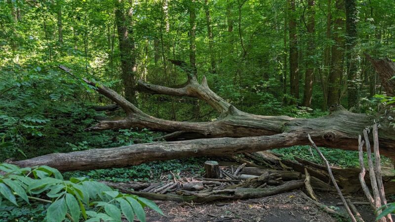 Briarlake Forest Park - Atlanta, GA