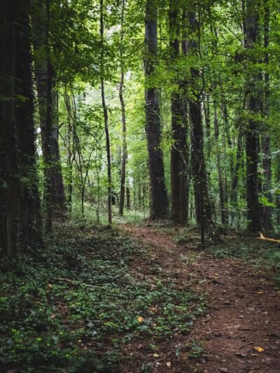 Keswick Forest - Atlanta, GA