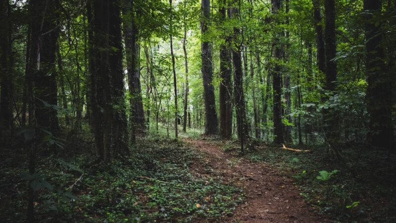 Keswick Forest - Atlanta, GA