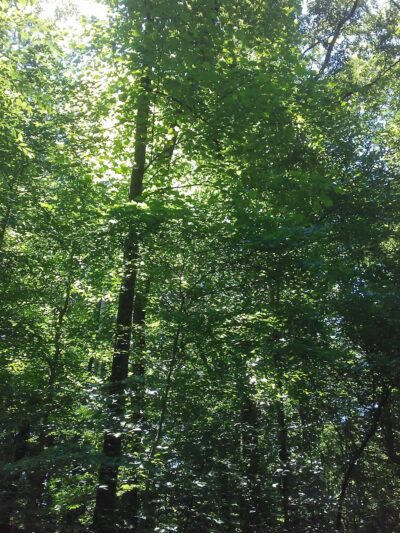 Keswick Forest - Atlanta, GA