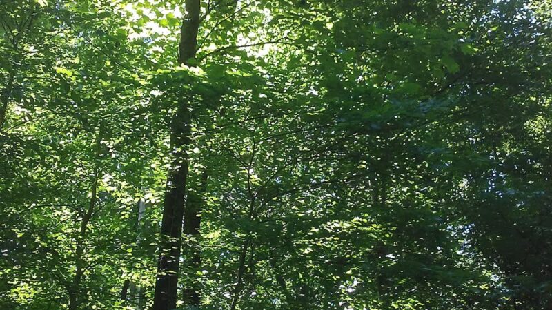 Keswick Forest - Atlanta, GA