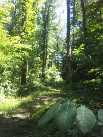 Keswick Forest - Atlanta, GA