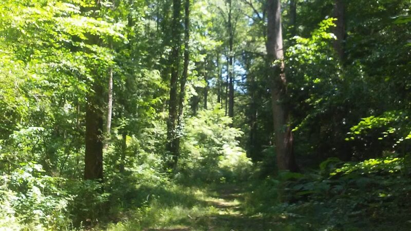 Keswick Forest - Atlanta, GA