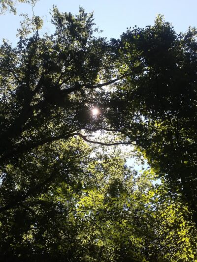 Keswick Forest - Atlanta, GA
