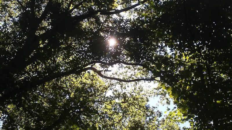 Keswick Forest - Atlanta, GA