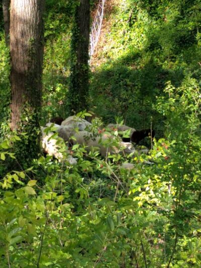 LaVista Park - Atlanta, GA