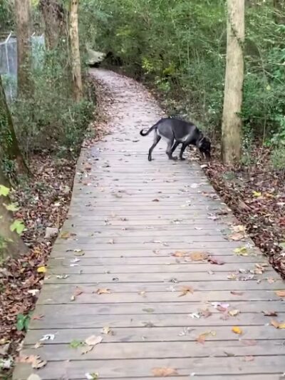 Morningside Nature Preserve - Atlanta, GA