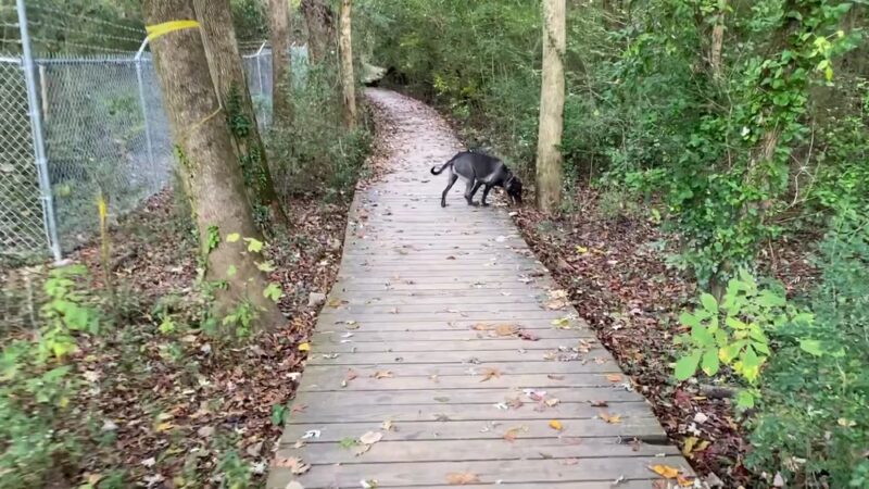 Morningside Nature Preserve - Atlanta, GA