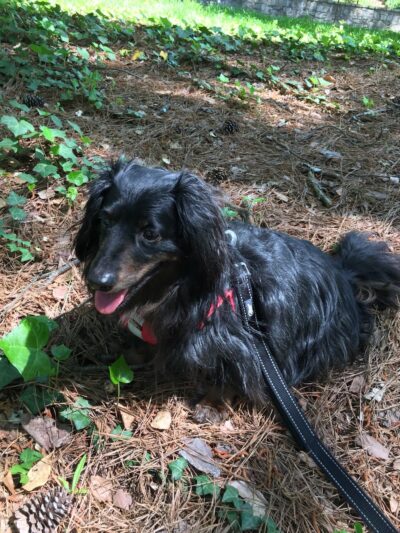 Parkside Drive Park - Atlanta, GA