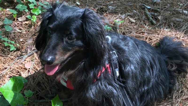 Parkside Drive Park - Atlanta, GA