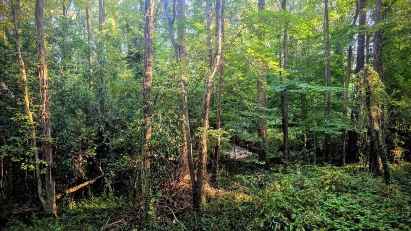 Whetstone Creek PATH Trailhead - Atlanta, GA
