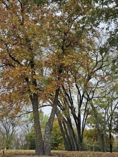 Atoka Oklahoma Park 1 - Atoka, OK