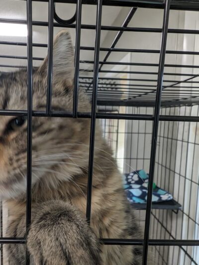 Wyoming County SPCA - Attica, NY