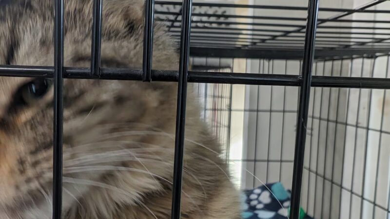 Wyoming County SPCA - Attica, NY