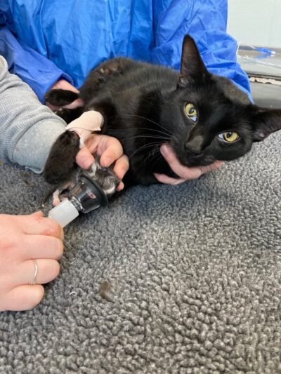 Wyoming County SPCA - Attica, NY