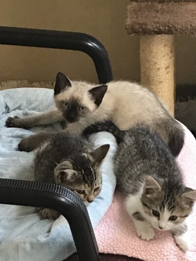 Wyoming County SPCA - Attica, NY