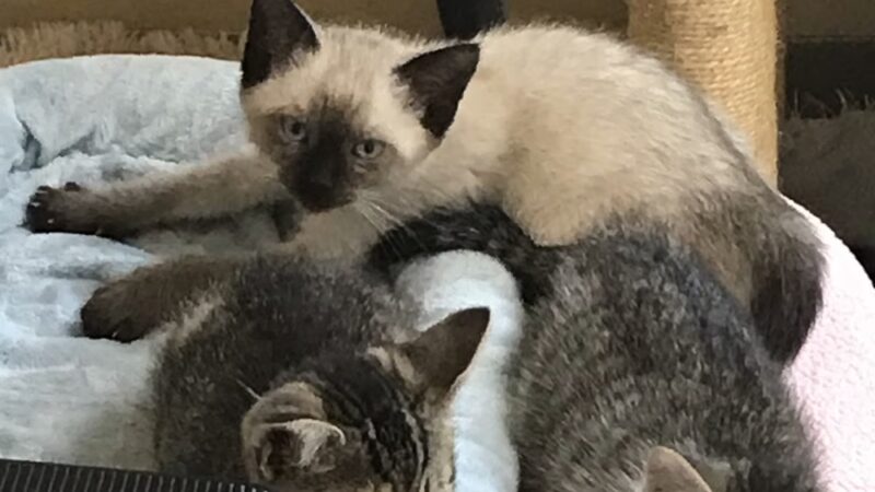 Wyoming County SPCA - Attica, NY