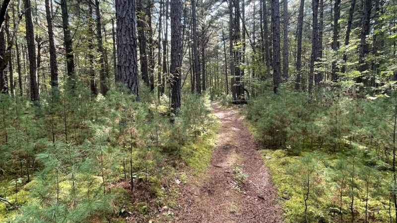Clintonville Pine Barrens Preserve Trail - Au Sable Forks, NY