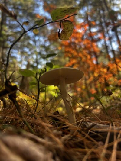 Clintonville Pine Barrens Preserve Trail - Au Sable Forks, NY