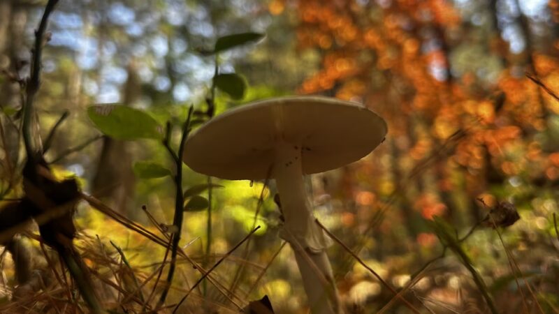Clintonville Pine Barrens Preserve Trail - Au Sable Forks, NY